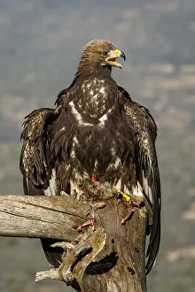 191217: Golden Eagle - immature, first winter plumage eating
