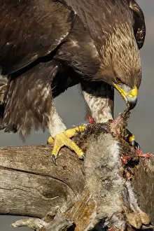 Chrysaetos: Golden Eagle - immature, first winter plumage eating