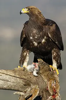 Aquila: Golden Eagle - immature, first winter plumage eating