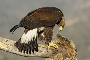 Aquila: Golden Eagle - immature, first winter plumage eating