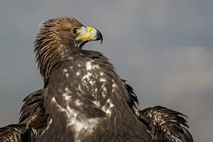 191217: Golden Eagle - immature, first winter plumage portrait