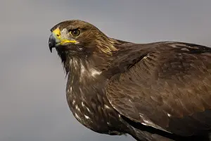191217: Golden Eagle - immature, first winter plumage portrait