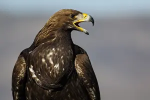 191217: Golden Eagle - immature, first winter plumage portrait