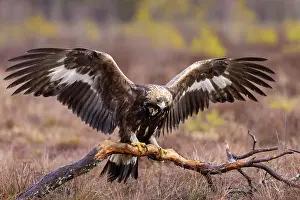 Flapping: Golden Eagle juvenile