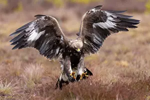 Flapping: Golden Eagle juvenile