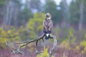 Smaland: Golden Eagle juvenile