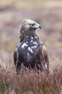 Smaland: Golden Eagle juvenile