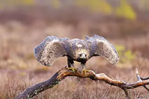 Moorland: Golden Eagle juvenile
