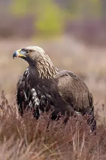 Moorland: Golden Eagle juvenile