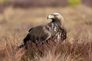Moorland: Golden Eagle juvenile