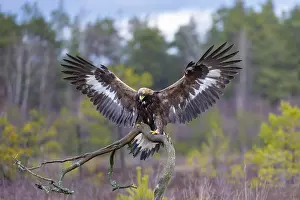 Flapping: Golden Eagle juvenile