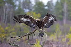 Flapping: Golden Eagle juvenile
