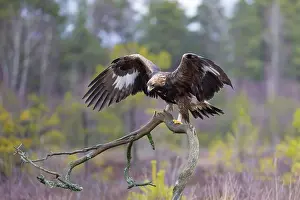 Flapping: Golden Eagle juvenile