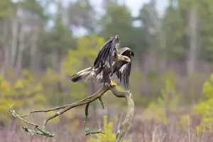 Flapping: Golden Eagle juvenile