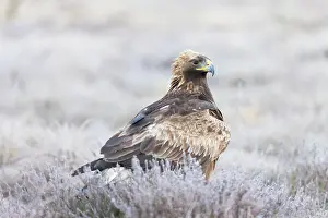 Moorland: Golden Eagle juvenile