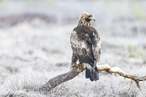 Moorland: Golden Eagle juvenile