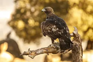 191217: Golden Eagle - male eating a rabbit - Castilla Leon