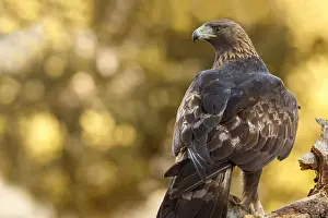 Aquila: Golden Eagle - male eating a rabbit - Castilla Leon