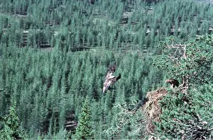 Monica Goth: GOLDEN EAGLE - Male flying to nest with female