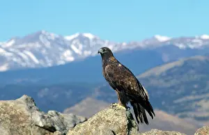 Backgound: Golden Eagle - with mountain in backgound