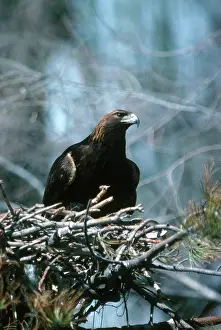 Brooding: Golden Eagle on Nest