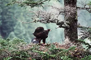 Eric Dragesco: Golden Eagle - on nest
