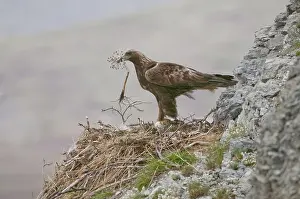 Parsnip: Golden eagle at the nest in Alaska
