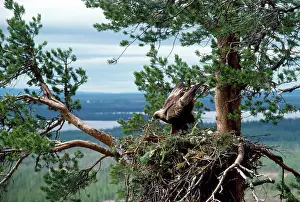 Monica Goth: Golden Eagle - nest-building. Eagles build on the