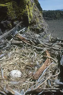 Aerie: Golden Eagle Nest with Egg