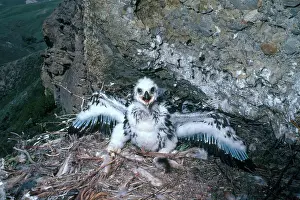 Chrysaetos: Golden Eagle Nestling