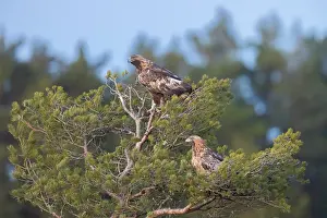 Smaland: Golden Eagle pair