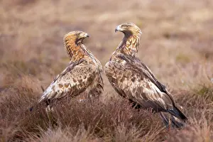 Moorland: Golden Eagle Pair