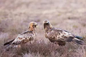 Moorland: Golden Eagle Pair
