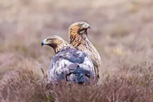 Moorland: Golden Eagle Pair
