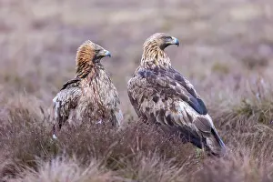 Moorland: Golden Eagle Pair