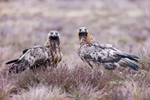 Moorland: Golden Eagle Pair