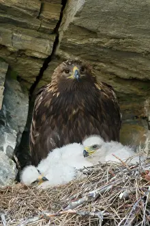 Parent: Golden eagle parent watches over young chicks in the nest