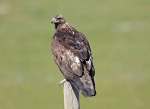 Aquila: Golden Eagle perched on fence post