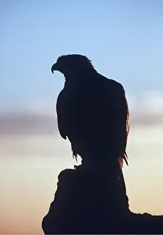 Eagles: GOLDEN EAGLE - perched on rock with sunset glow, Silhouette