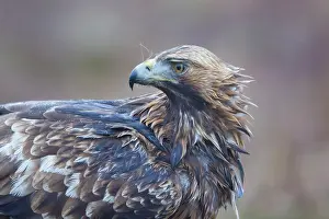 Aquila: Golden Eagle Portrait