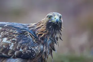Aquila: Golden Eagle Portrait
