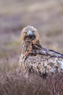 Smaland: Golden Eagle Portrait