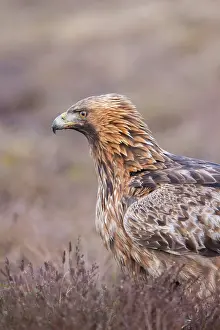 Smaland: Golden Eagle Portrait