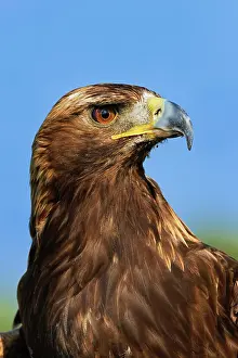 Aquila: Golden Eagle portrait, Captive, Aquila chrysaetos