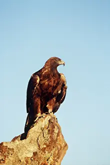 Outs: GOLDEN EAGLE - portrait, perched on rock