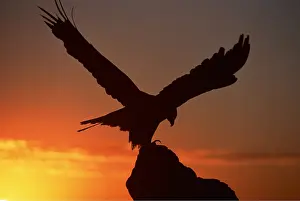 Eagles: GOLDEN EAGLE - silhouette at sunset, with wings spread