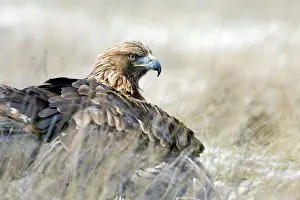 Mantle: Golden Eagle - on snow covered ground with its
