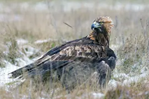 Mantle: Golden Eagle - on snow covered ground with its