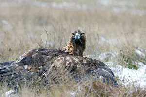 Mantle: Golden Eagle - on snow covered ground with its