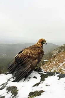 Vantage: Golden Eagle - on snow covered ground overlooking